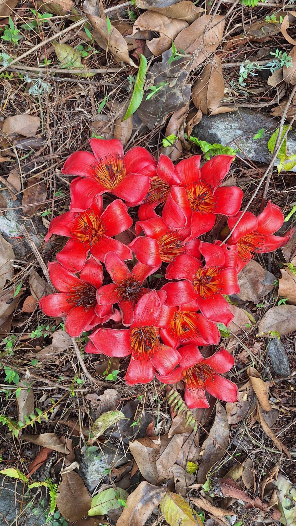 Flower of the season simal