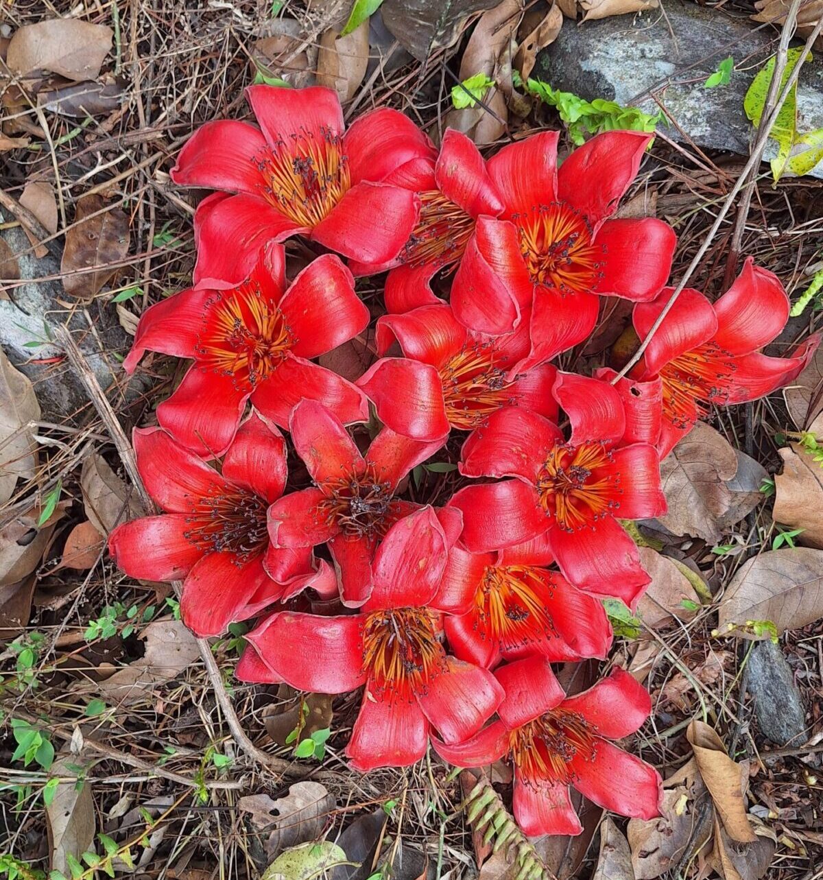 Flower of the season simal