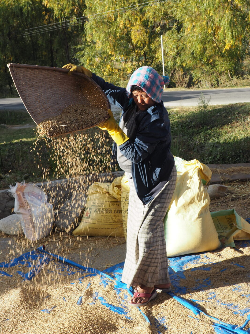 Bhutanese women at farm harvesting