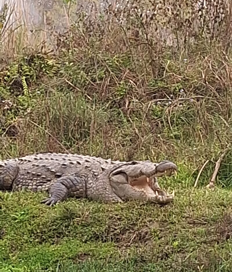 Sunbathing Crocodile Along the Riverbank in Chitwan National Park